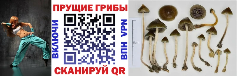 Купить где  Бавлы  Галлюциногенные грибы мицелий 